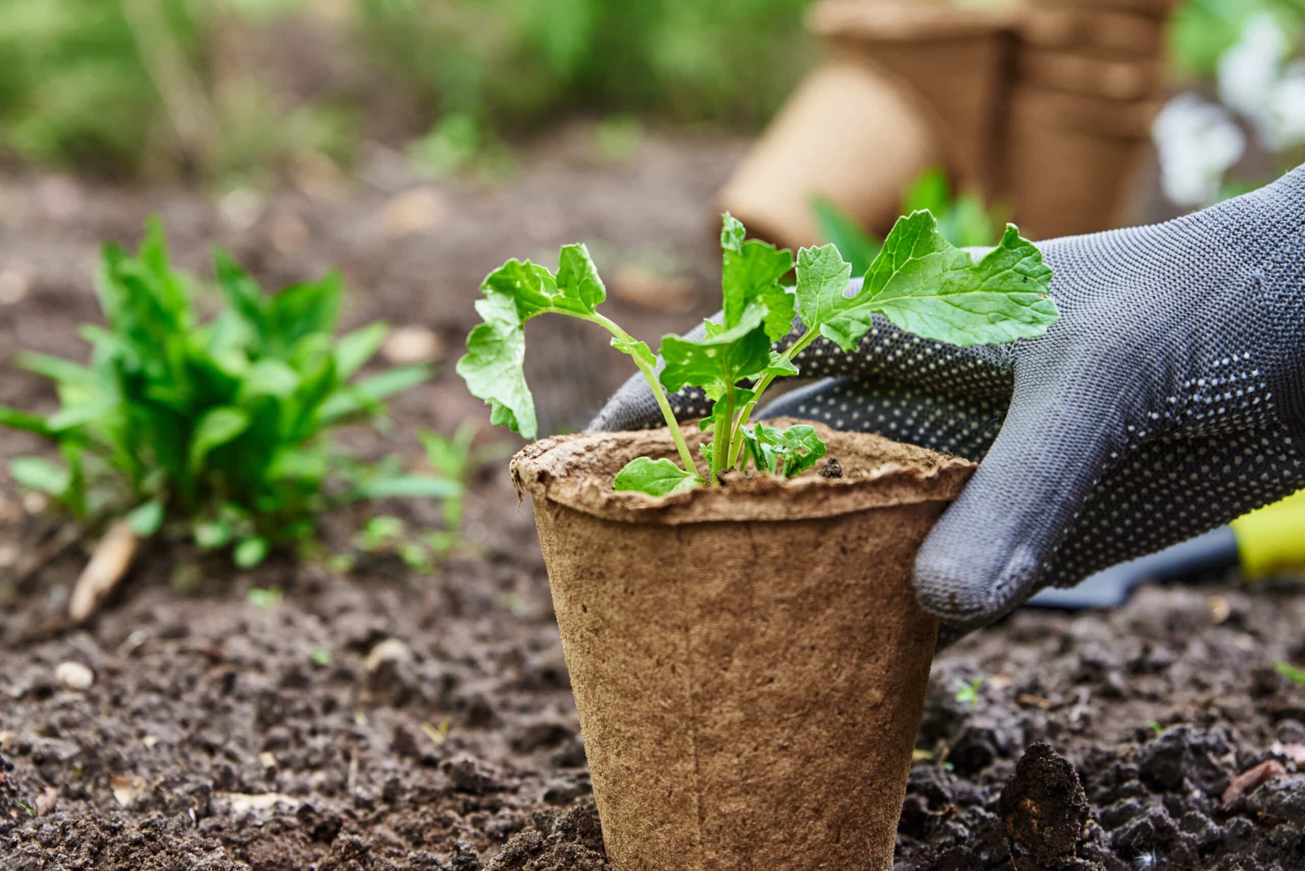 La solution contre le gaspillage: Une nouvelle vie pour les pots de  jardinerie